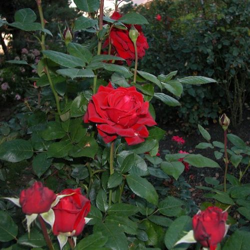 Bardzo ciemny karmazyn, nie blaknie - Róże pienne - z kwiatami hybrydowo herbacianymi - korona równomiernie ukształtowana